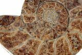 Cut Ammonite (Pachydiscus) Fossil With Honey Calcite Crystals #212390-1